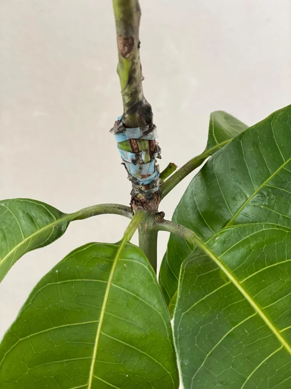 Haden Mango Tree Live Plant - Grafted Mangifera Indica, 2-3 ft Tall Fruit Tree - Image 7