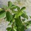 Hass Avocado Live Tree 30-48in - Grafted Persea Americana Fruit Tree Outdoor - Image 1