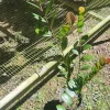 Icaco Live Fruit Tree - Tropical Cocoplum Plant 1-2 ft Tall - Outdoor - Image 1