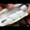 Ice Cream Bean Tree Live Plant (Inga edulis) - 10-12 inch Tall, Edible Fruit - Image 1