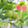 Indian Red Guava Live Fruit Tree (Psidium guajava) – 1-2 ft Tall - Image 1