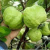 Indonesian Guava Live Tree – Guayaba Plant (1-2ft) – Tropical Fruit Tree - Image 1