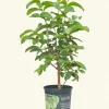 Indonesian Guava Live Tree – Psidium Guajava Plant – 3-4ft Tall – Outdoor Fruiting - Image 1