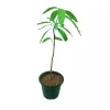 Irwin Mango Tree Live Plant – Sweet Tropical Fruit Tree Seedling, 10-24in Tall, Outdoor - Image 1