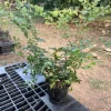 Jaboticaba Sabara Brazilian Grape Live Fruit Tree, 18-28in Tall, Plinia Cauliflora - Image 1