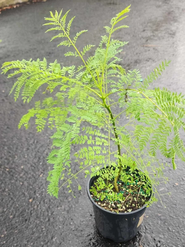 Jacaranda Mimosifolia Tree – Live Blue Jacaranda Plant – 2-3 ft Tall – Outdoor Flowering Tree - Image 2