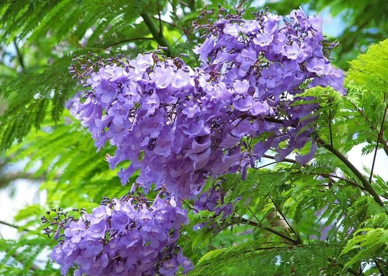 Jacaranda Mimosifolia Tree – Live Blue Jacaranda Plant – 2-3 ft Tall – Outdoor Flowering Tree - Image 3