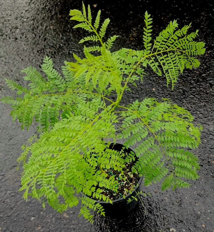 Jacaranda Mimosifolia Tree – Live Blue Jacaranda Plant – 2-3 ft Tall – Outdoor Flowering Tree - Image 4