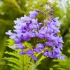 Jacaranda Mimosifolia Tree – Live Blue Jacaranda Plant – 2-3 ft Tall – Outdoor Flowering Tree - Image 1