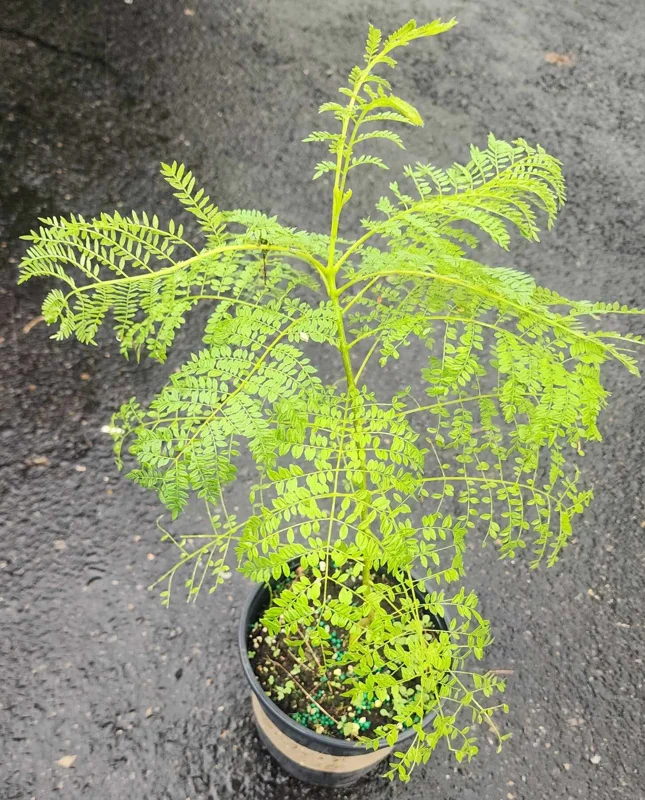 Jacaranda Mimosifolia Tree – Live Blue Jacaranda Plant – 2-3 ft Tall – Outdoor Flowering Tree - Image 6