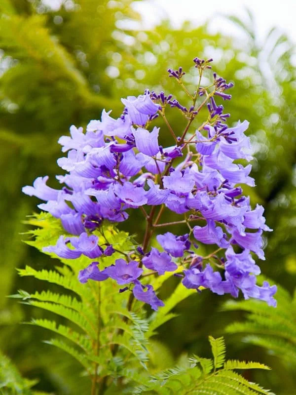 Jacaranda Mimosifolia Tree – Live Blue Jacaranda Plant – 2-3 ft Tall – Outdoor Flowering Tree - Image 7