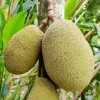 Jackfruit Live Tree (Artocarpus Heterophyllus) Plant 10-24in Tropical Fruit - Image 1