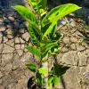 Jackfruit Tree Live Plant Artocarpus heterophyllus 2-3ft Tall Tropical Fruit - Image 1