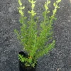 Jamaican Oregano Live Plant - Lippia Micromera Herb, 1 Foot Tall - Image 1