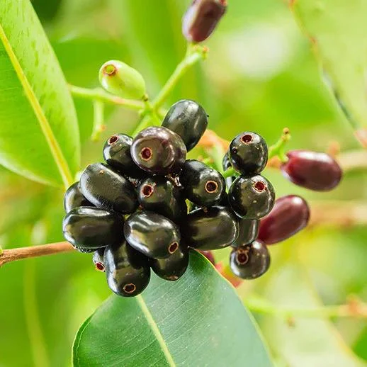 Jambolan Live Fruit Tree - Syzygium cumini - 10-24 inch - Java Plum - Image 2