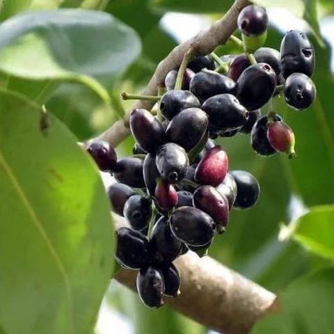 Jambolan Live Fruit Tree - Syzygium cumini - 10-24 inch - Java Plum - Image 3