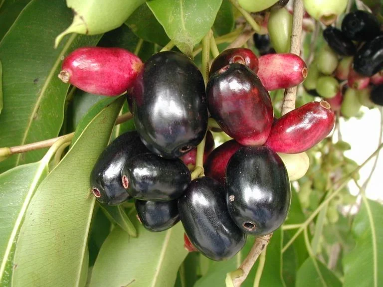 Jambolan Live Fruit Tree - Syzygium cumini - 10-24 inch - Java Plum - Image 4