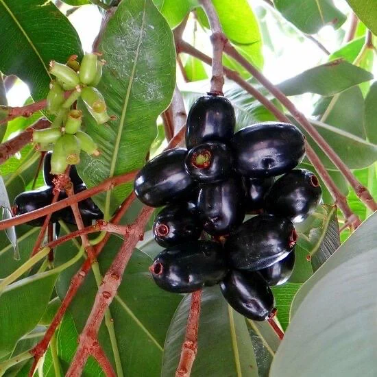 Jambolan Live Fruit Tree - Syzygium cumini - 10-24 inch - Java Plum - Image 5