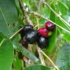 Jambolan Live Fruit Tree - Syzygium cumini - 10-24 inch - Java Plum - Image 1