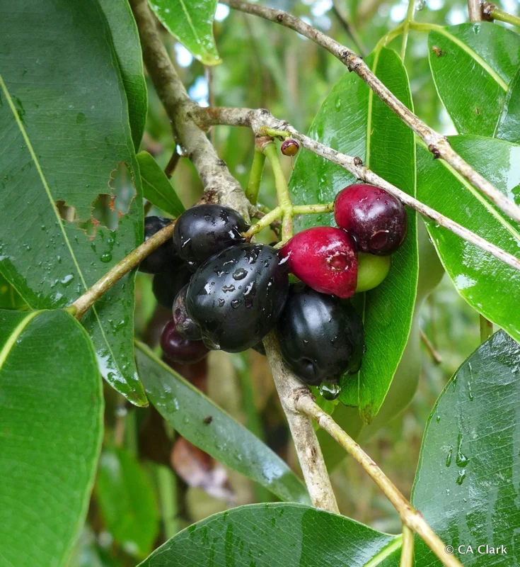 Jambolan Live Fruit Tree - Syzygium cumini - 10-24 inch - Java Plum - Image 1