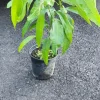 Julie Mango Live Fruit Tree – 1 ft Tall Mangifera indica – Tropical Plant - Image 1