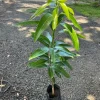 Juliette Mango Tree Grafted Live Fruit Plant 3-4ft Tropical - Image 1
