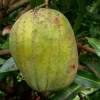 Juliette Mango Tree - Grafted Live Plant - 2ft Tall - Outdoor Fruit Tree - Image 1