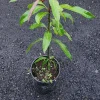 Keitt Mango Live Plant - Tropical Fruit Tree, 10-16 inches Tall, Outdoor - Image 1