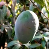 Keitt Mango Live Tree - Mangifera Seedling, 10-16 inches - Tropical Fruit Plant - Image 1