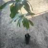 Keitt Mango Tree Live Plant - Grafted Mangifera Indica, 2-3ft Tall, Fruit Tree - Image 1