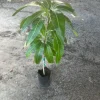 Keitt Mango Tree Live Plant – Grafted Tropical Fruit Tree, 3-4 ft Tall, Sweet Flavor, Outdoor - Image 1