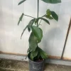 Lemon Drop Garcinia Brasiliensis Live Fruit Tree 1-2 ft Tall, Tropical Edible Plant - Image 1