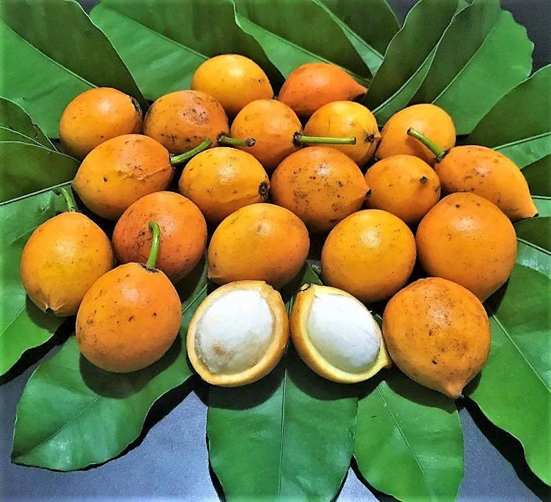 Lemon Drop Mangosteen Live Fruit Tree – Garcinia Brasiliensis – 10-24in Tall - Image 2