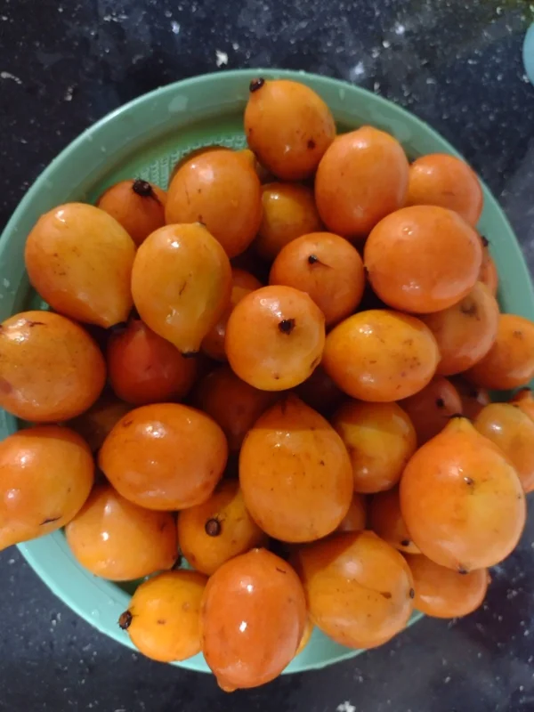 Lemon Drop Mangosteen Live Fruit Tree – Garcinia Brasiliensis – 10-24in Tall - Image 3