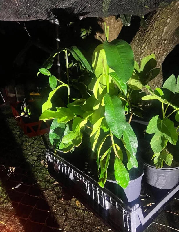 Lemon Drop Mangosteen Live Fruit Tree – Garcinia Brasiliensis – 10-24in Tall - Image 4