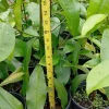 Lemon Drop Mangosteen Live Fruit Tree – Garcinia Brasiliensis – 10-24in Tall - Image 1