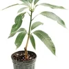 Lemon Zest Mango Tree Live Plant 10-24in Sweet Tropical Fruit - Image 1