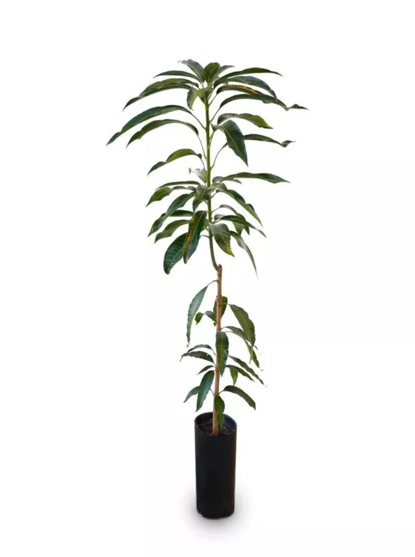 Lemon Zest Mango Tree Live Plant - Grafted Fruit Tree (3-4ft) Tropical - Image 2