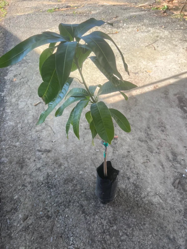 Lemon Zest Mango Tree Live Plant - Grafted Fruit Tree (3-4ft) Tropical - Image 4