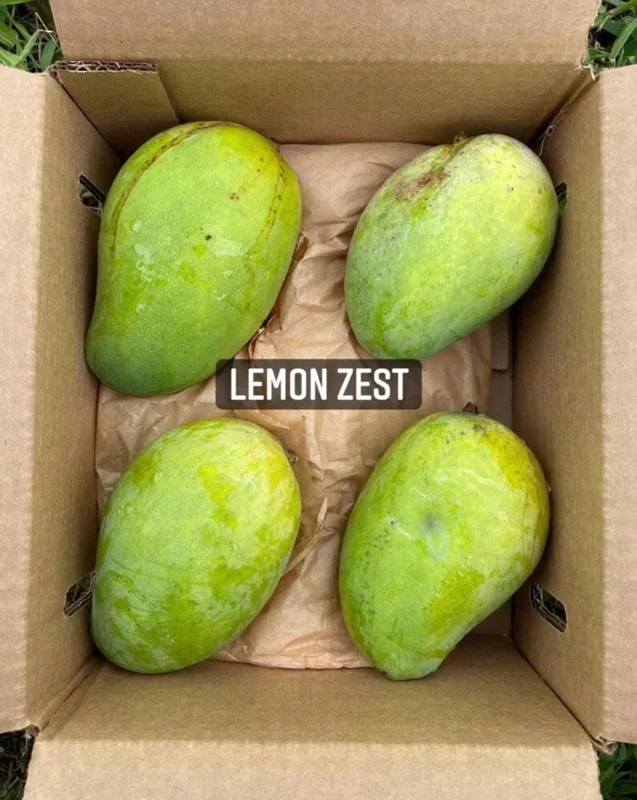 Lemon Zest Mango Tree Live Plant - Grafted Fruit Tree (3-4ft) Tropical - Image 1