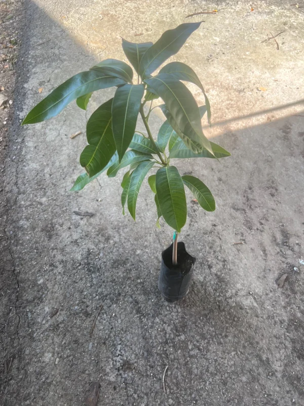 Lemon Zest Mango Tree Live Plant - Grafted Fruit Tree (3-4ft) Tropical - Image 6