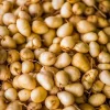 Lerenes also known as Sweet Corn Root (Calathea macrosepala K. Schum). - Image 1