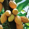 Live Cacao Tree - Yellow Tropical Chocolate Plant (10-24in) for Indoor/Outdoor - Image 1