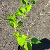 Live Mulberry Tree (Morus) - 2-3ft Tall - Image 1