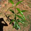 Live Rapoza Mango Tree – Tropical Fruit Tree – 10-24in Tall – Grafted - Image 1