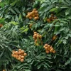 Longan Fruit Tree Live Plant – Tropical Dragon Eye – 10-24 inches Tall – Outdoor - Image 1