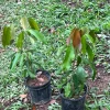 Lychee Live Fruit Tree (10-24in) - Tropical Litchi Chinensis Plant - Image 1