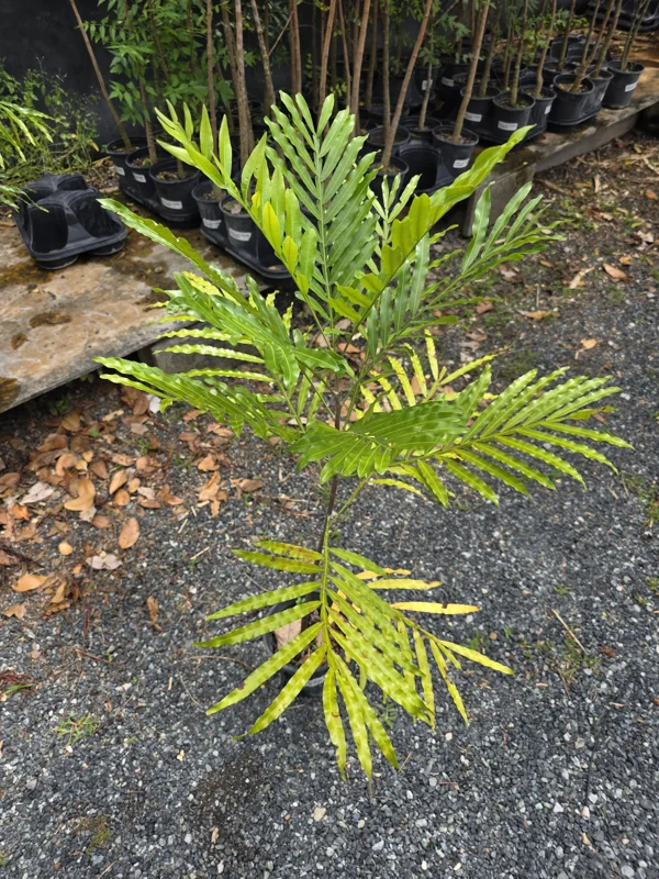 Lygodium Japonicum Live Plant – Japanese Fern Tree – 1-2 ft Tall – Outdoor Vine Fern - Image 2