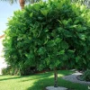 Lygodium Japonicum Live Plant – Japanese Fern Tree – 1-2 ft Tall – Outdoor Vine Fern - Image 1