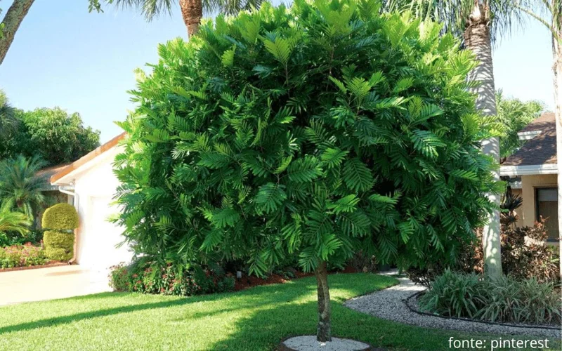 Lygodium Japonicum Live Plant – Japanese Fern Tree – 1-2 ft Tall – Outdoor Vine Fern - Image 1